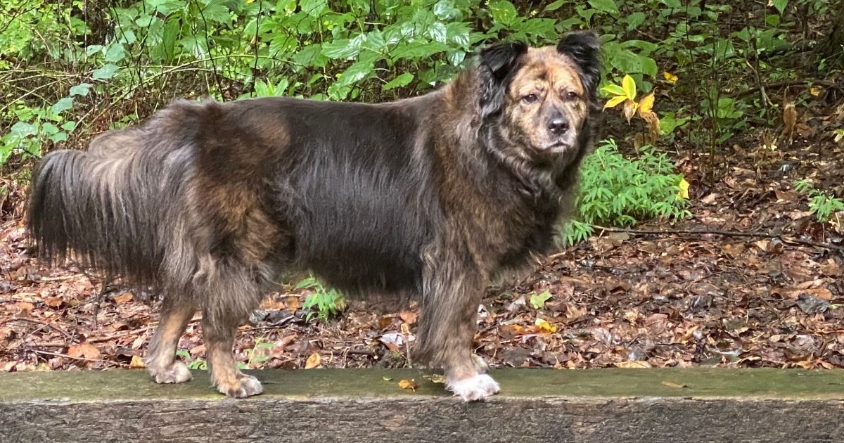 Bella, a fluffy dark brown dog with a brindled face and white paws, standing on a mossy wooden beam among green leaves and fallen autumn leaves.